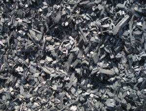 Black Bark